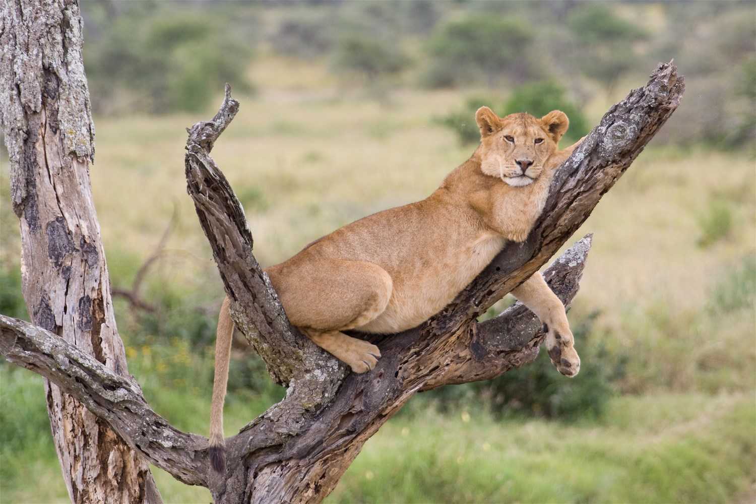 Tanzania-safari